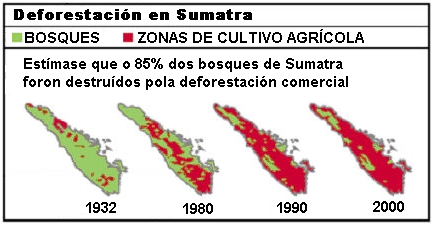 Deforestación en Sumatra