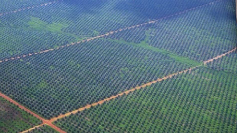 Plantación de palma aceiteira en Borneo, para la producción de biocombustibles, en lo que antes era jungla tropica