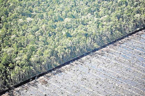 Una muestra de la deforestación en Riau, Indonesia, tercer emisor de gases de efecto invernadero. afp